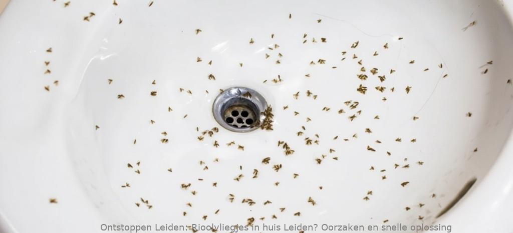 Rioolvliegjes in huis Leiden? Oorzaken en snelle oplossing